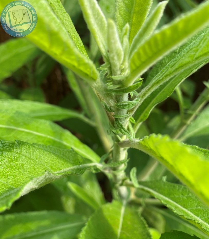 Sambong Or Blumea Balsamifera Plant And Tea Printable Wall Art