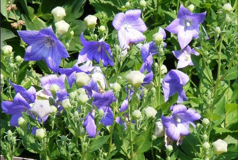 Cát cánhPlatycodon grandiflorus , Campanulaceae